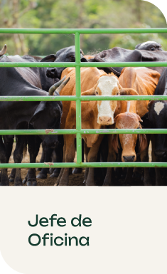 Jefe de Oficina